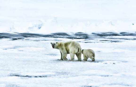 Polar Bears - Artic Sea Ocean